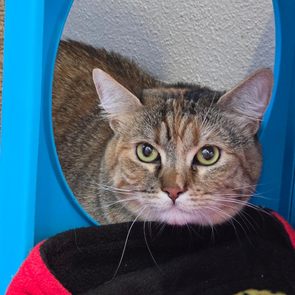 Enlarge Georgia, a Adoptable Domestic Short Hair in Los Angeles, CA image 4/6