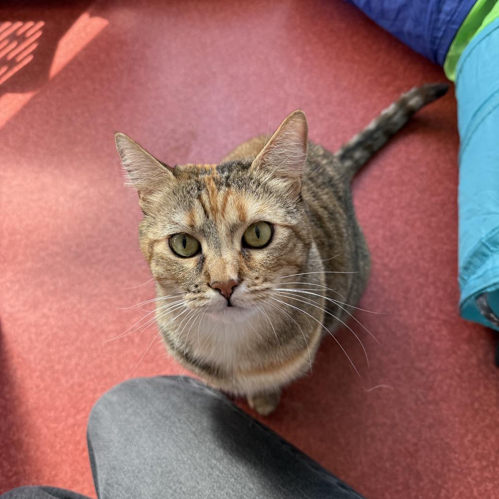 Enlarge Georgia, a Adoptable Domestic Short Hair in Los Angeles, CA image 5/6