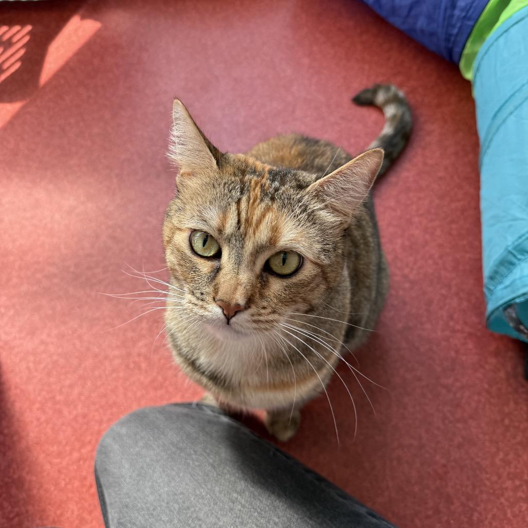 Enlarge Georgia, a Adoptable Domestic Short Hair in Los Angeles, CA image 6/6