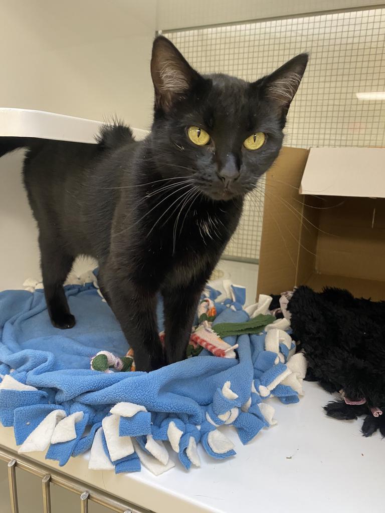 Enlarge Cleo, a Adoptable mixed breed in Saint Paul, MN image 1/3