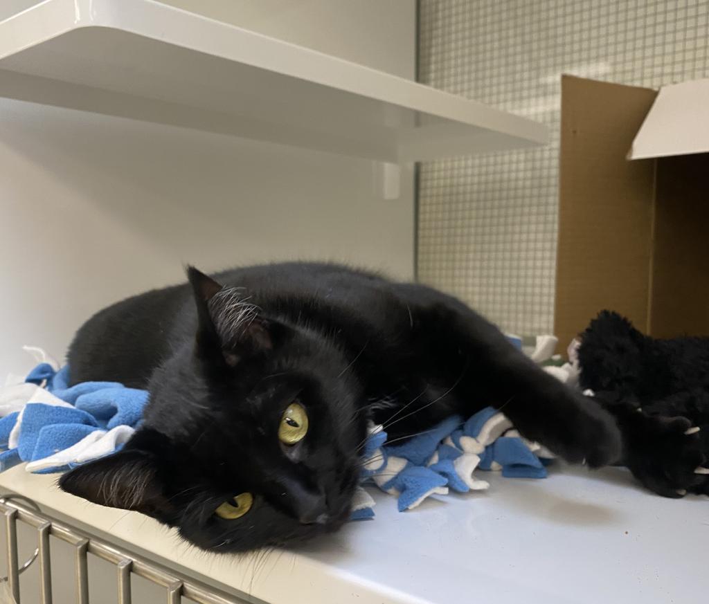 Cleo, a Adoptable mixed breed in Saint Paul, MN image 2/3