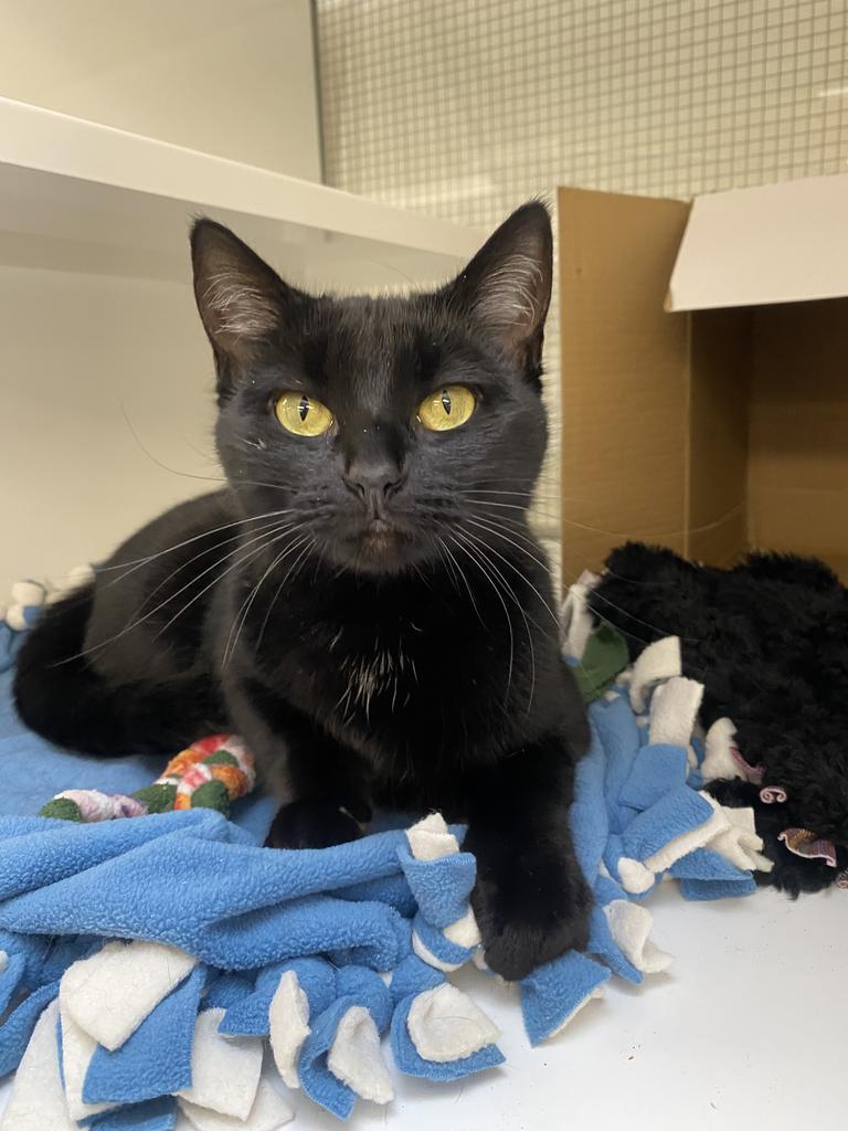 Enlarge Cleo, a Adoptable mixed breed in Saint Paul, MN image 3/3