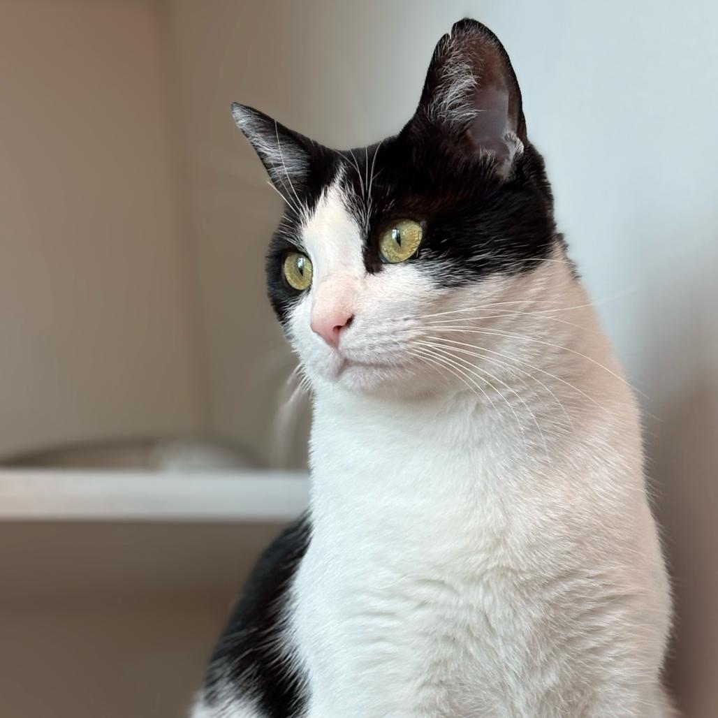 Narnia, Adoptable, Adult Female Domestic Short Hair.