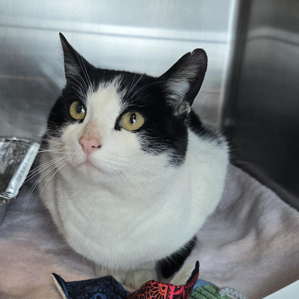 Enlarge Narnia, a Adoptable Domestic Short Hair in Matteson, IL image 1/4