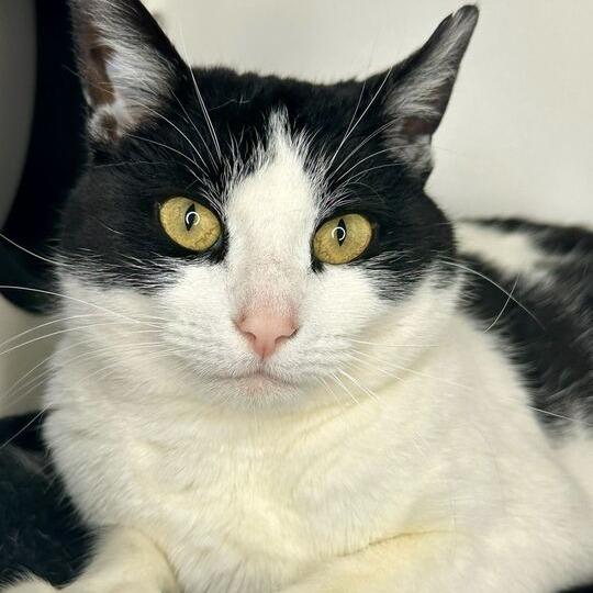 Enlarge Narnia, a Adoptable Domestic Short Hair in Matteson, IL image 2/4