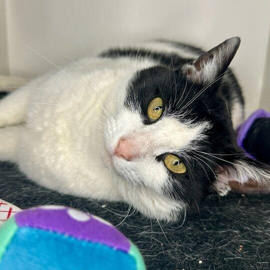 Enlarge Narnia, a Adoptable Domestic Short Hair in Matteson, IL image 3/4