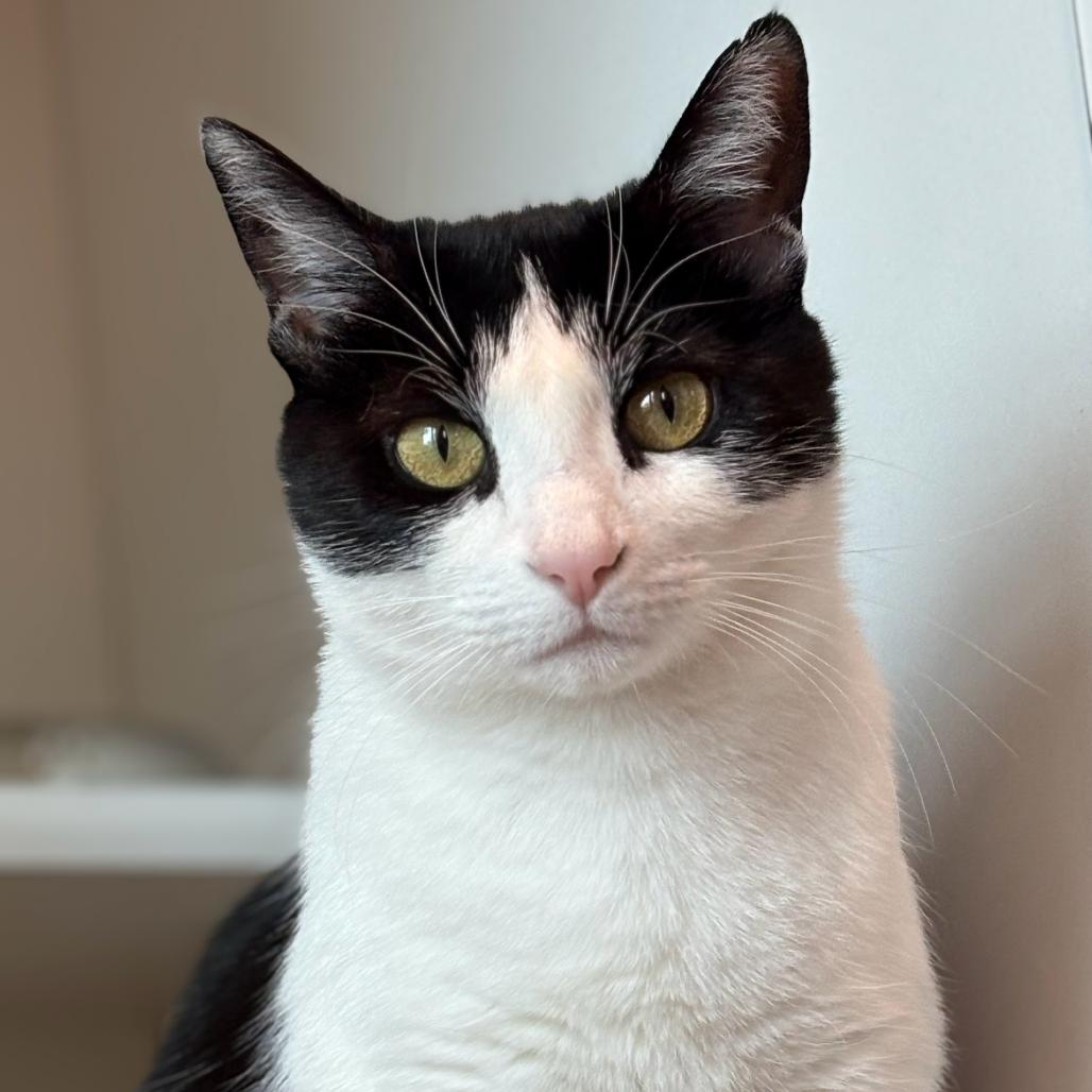 Narnia, a Adoptable Domestic Short Hair in Matteson, IL image 5/6