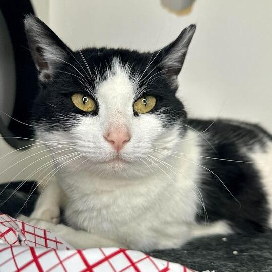 Enlarge Narnia, a Adoptable Domestic Short Hair in Matteson, IL image 4/4