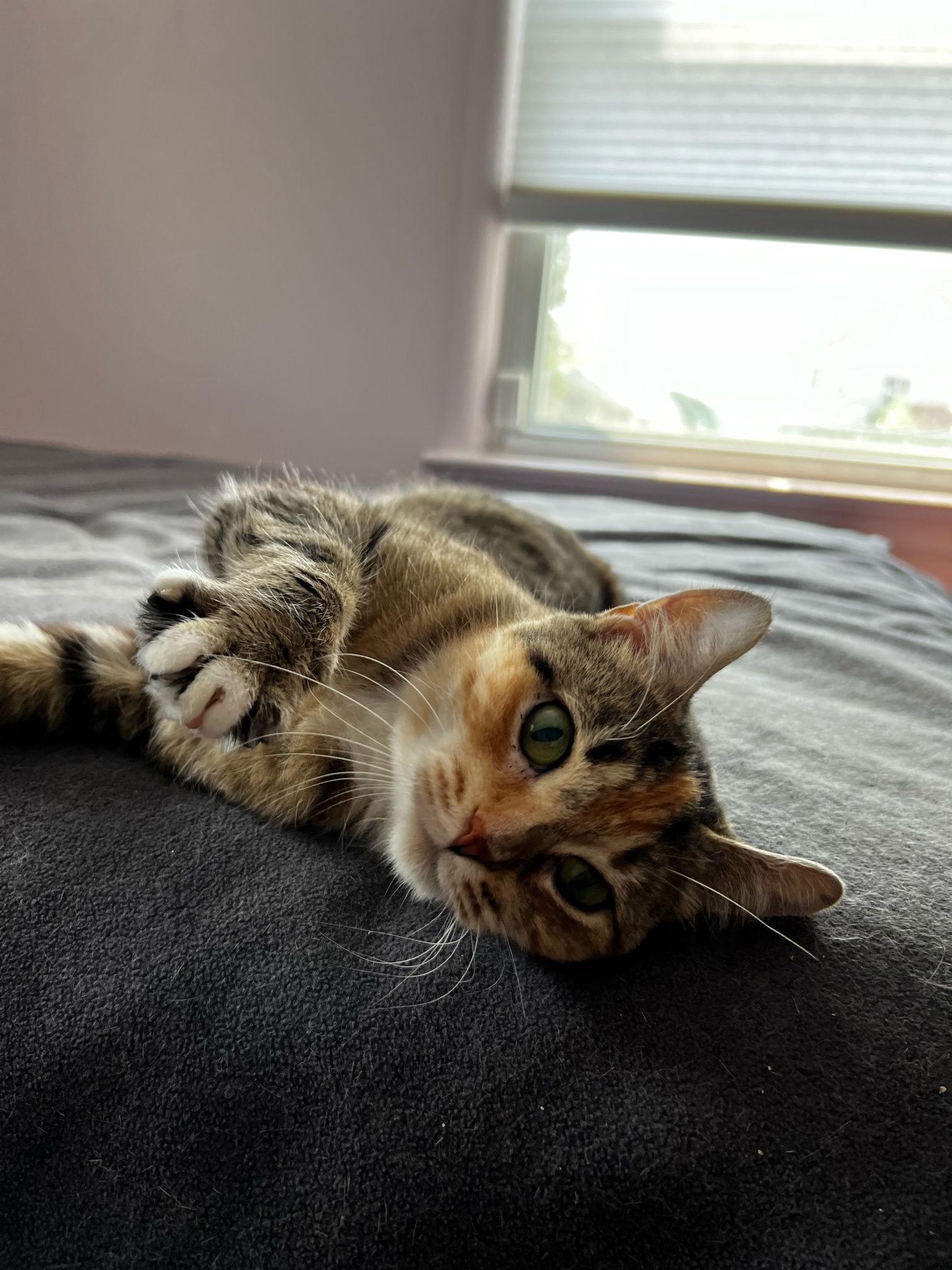 Robyn, a Adoptable Domestic Short Hair in Rochester, NY image 2/3