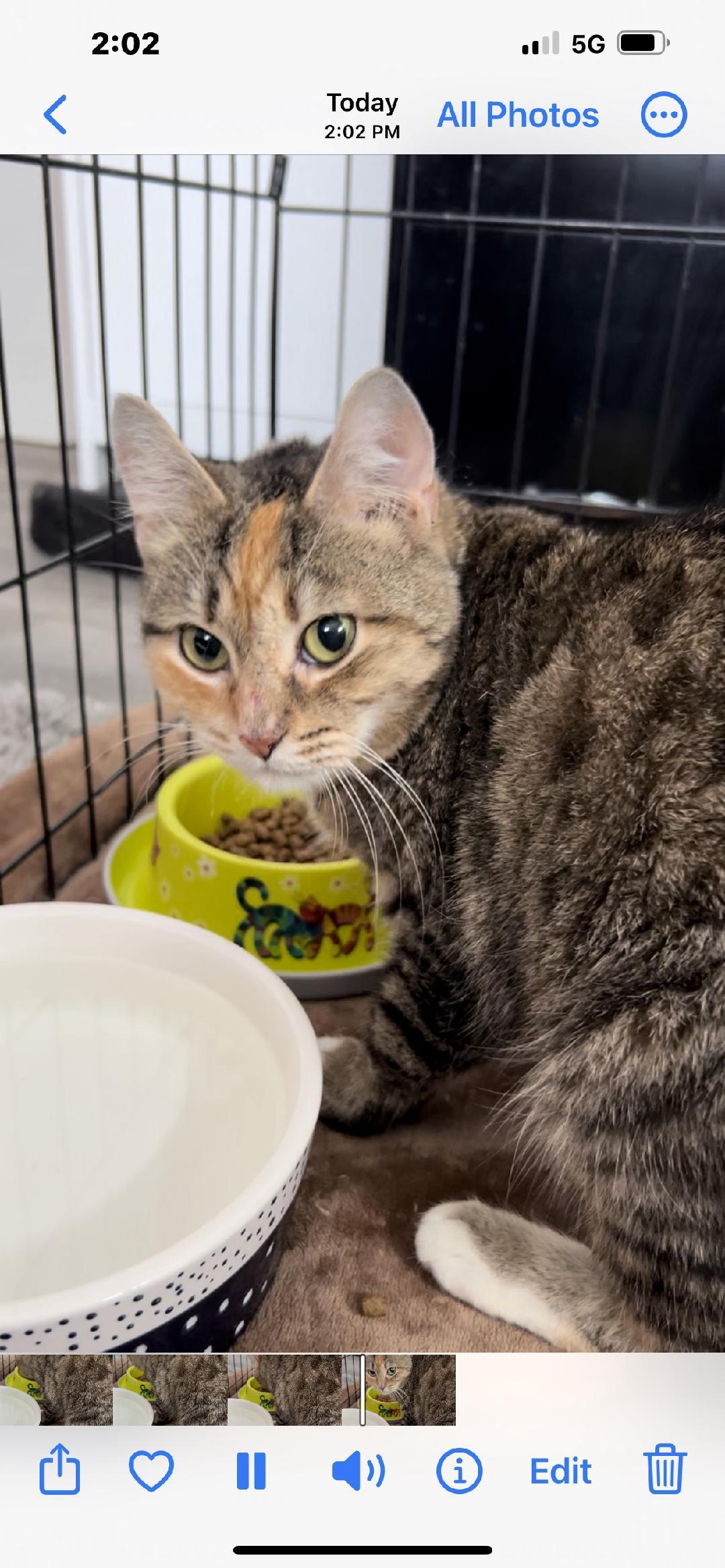 Robyn, a Adoptable Domestic Short Hair in Rochester, NY image 3/3