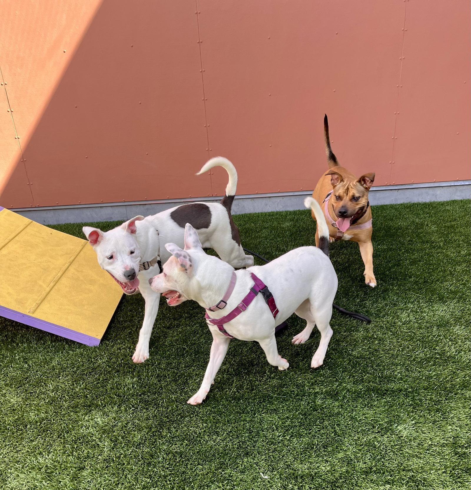 Russell, Adoptable, Young Male Bull Terrier.