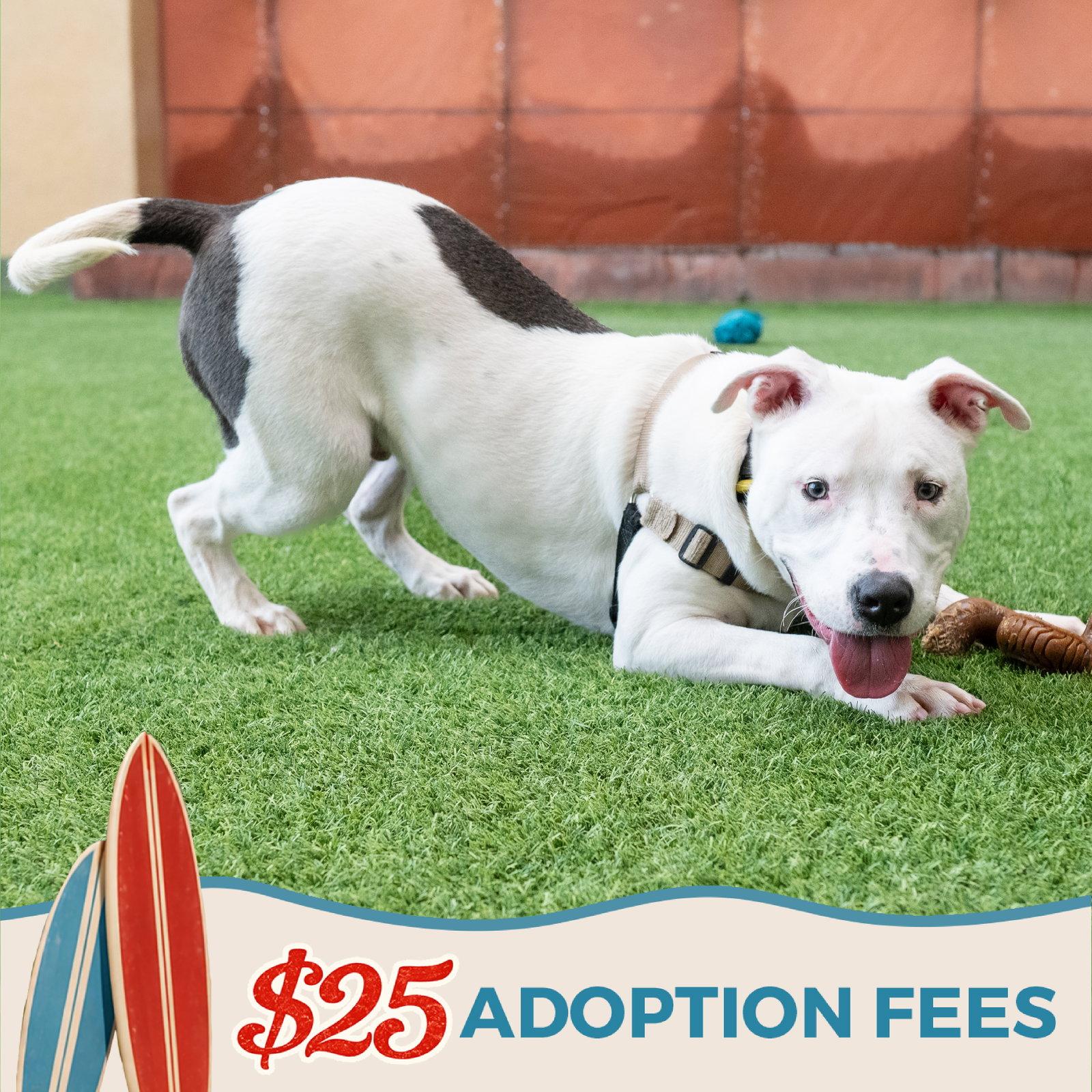 Enlarge Russell, a Adoptable Bull Terrier in Burlingame, CA image 2/3