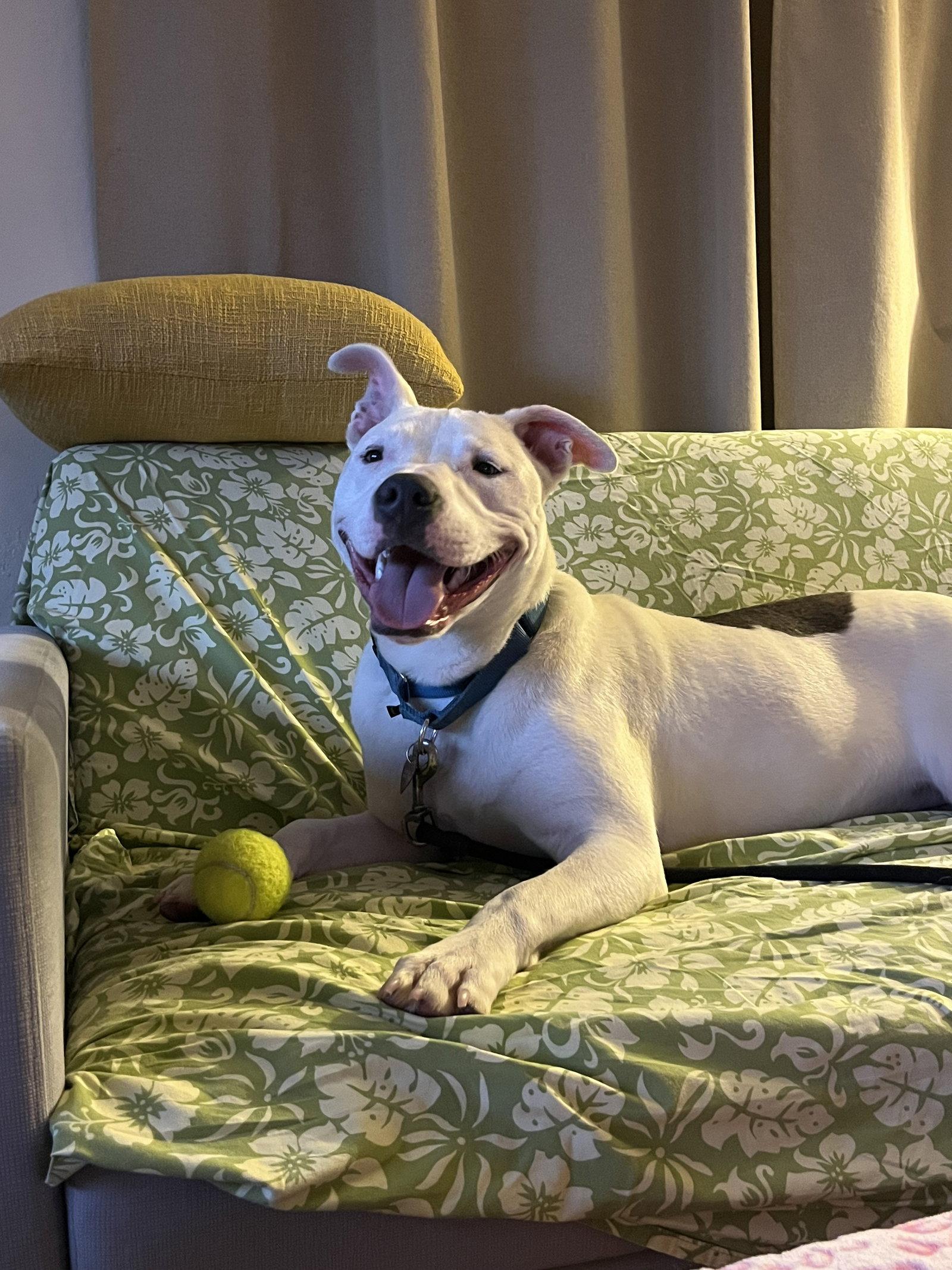 Russell, a Adoptable Bull Terrier in Burlingame, CA image 3/3