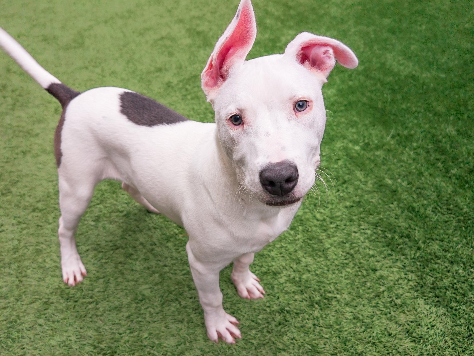 Enlarge Russell, a Adoptable Bull Terrier in Burlingame, CA image 3/3