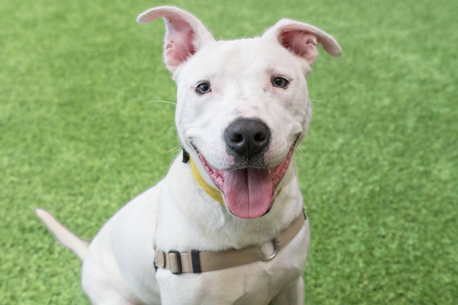 Enlarge Russell, a Adoptable Bull Terrier in Burlingame, CA image 2/3