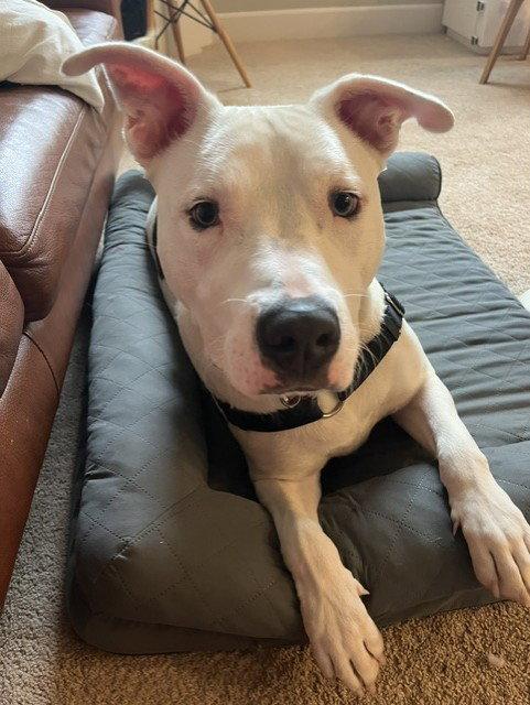 Russell, Adoptable, Young Male Bull Terrier.