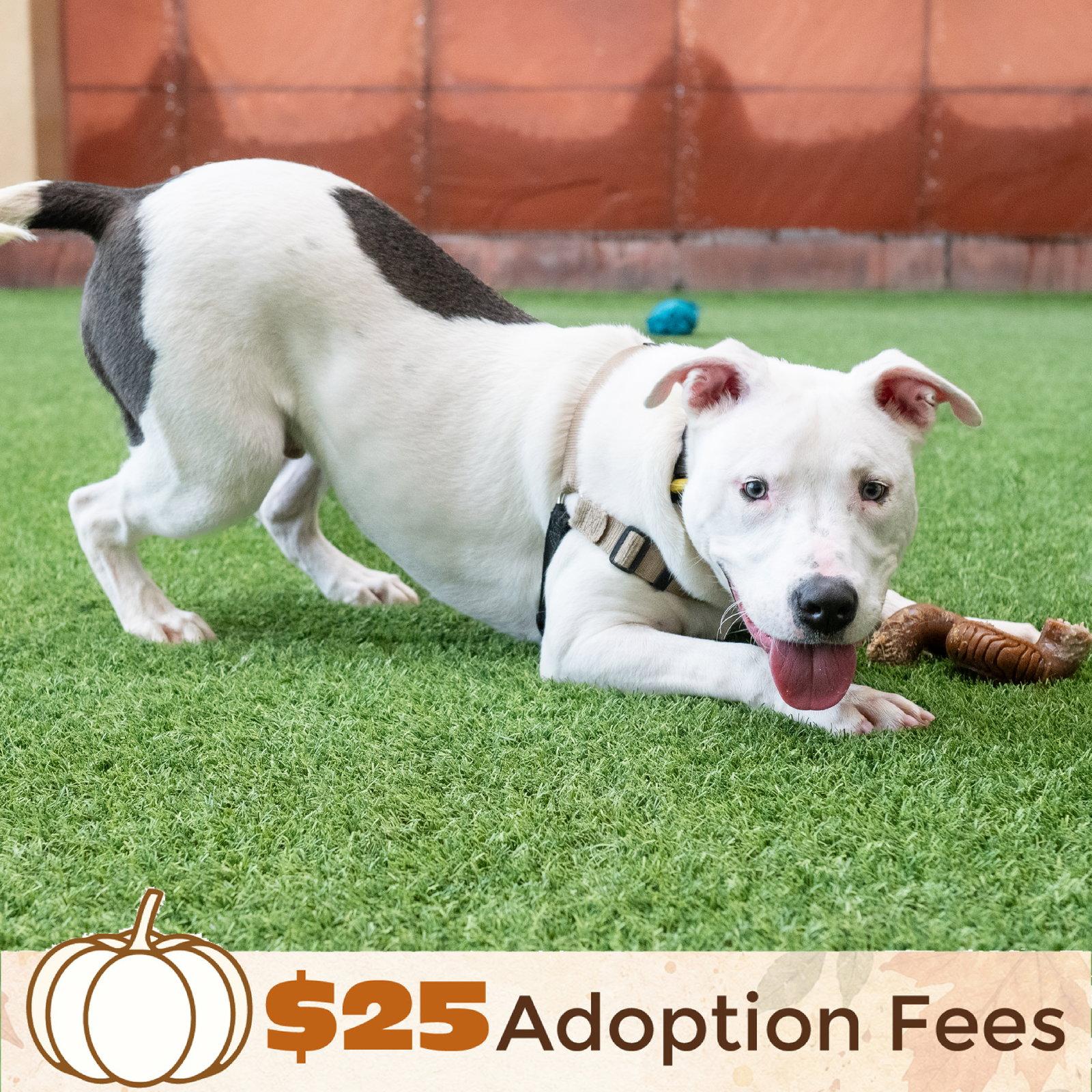 Enlarge Russell, a Adoptable Bull Terrier in Burlingame, CA image 2/3