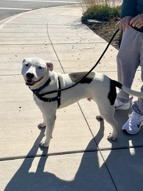 Enlarge Russell, a Adoptable Bull Terrier in Burlingame, CA image 3/3