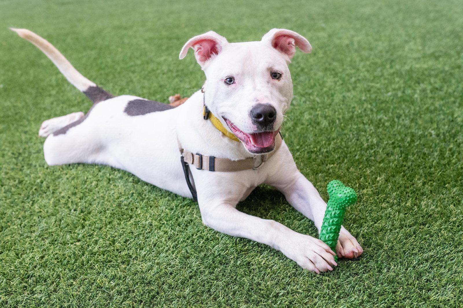 Enlarge Russell, a Adoptable Bull Terrier in Burlingame, CA image 3/3