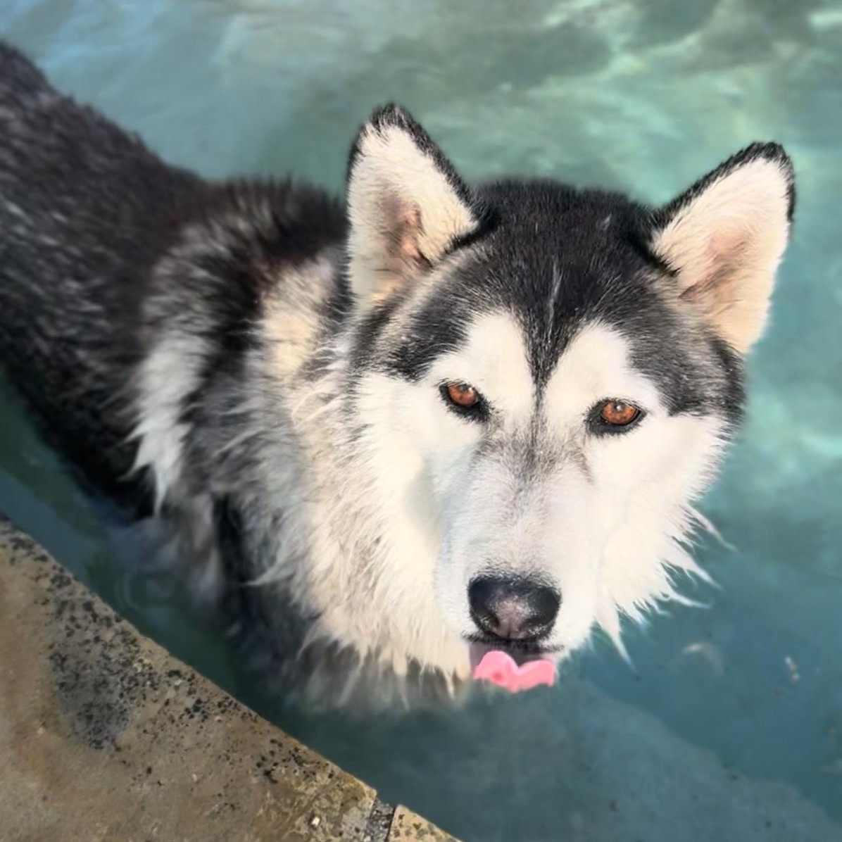 Enlarge Kingston, an adopted Siberian Husky in Houston, TX image 6/6