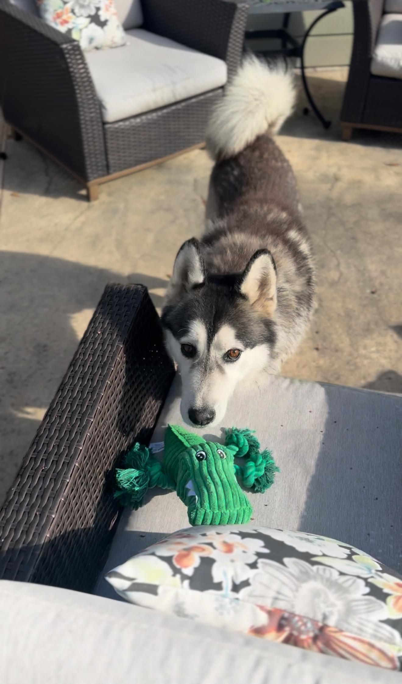 Enlarge Kingston, an adopted Siberian Husky in Houston, TX image 5/6