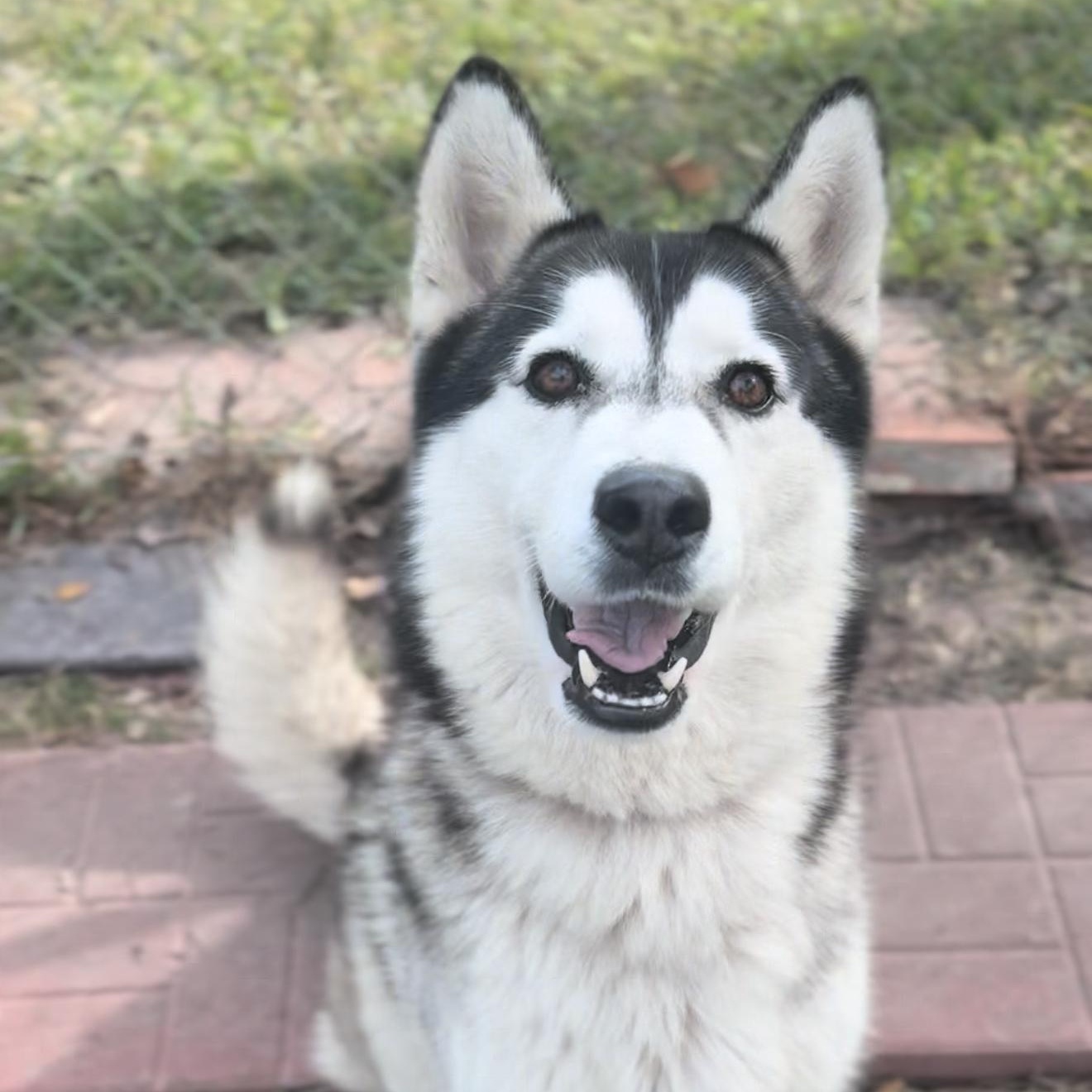 Enlarge Kingston, an adopted Siberian Husky in Houston, TX image 2/6