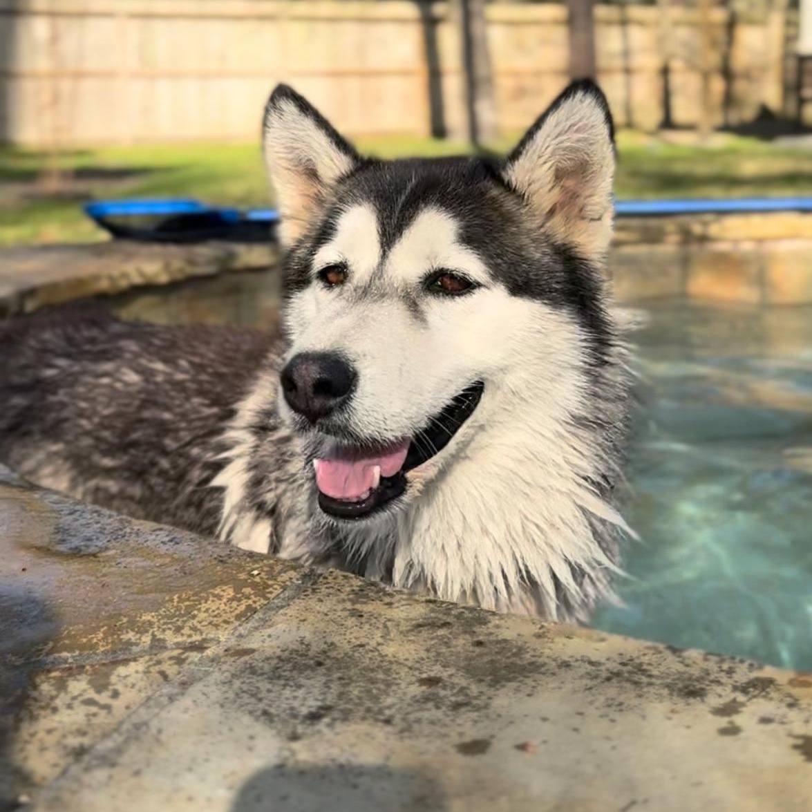 Enlarge Kingston, an adopted Siberian Husky in Houston, TX image 1/6