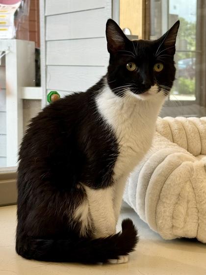 Enlarge Esteban, a ADOPTABLE Domestic Short Hair in Downers Grove, IL image 3/3