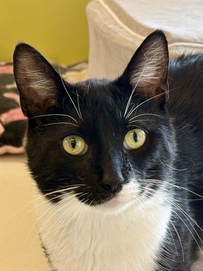 Esteban, ADOPTABLE, Adult Male Domestic Short Hair.