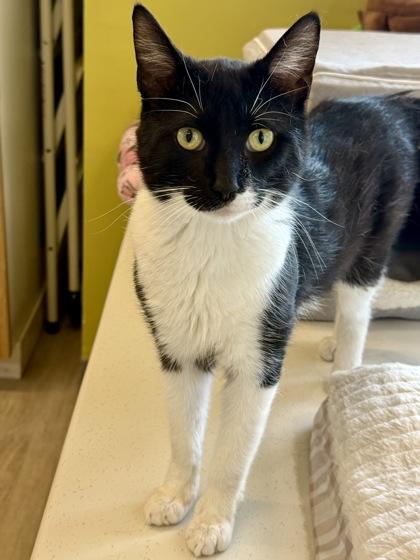 Enlarge Esteban, a ADOPTABLE Domestic Short Hair in Downers Grove, IL image 2/3