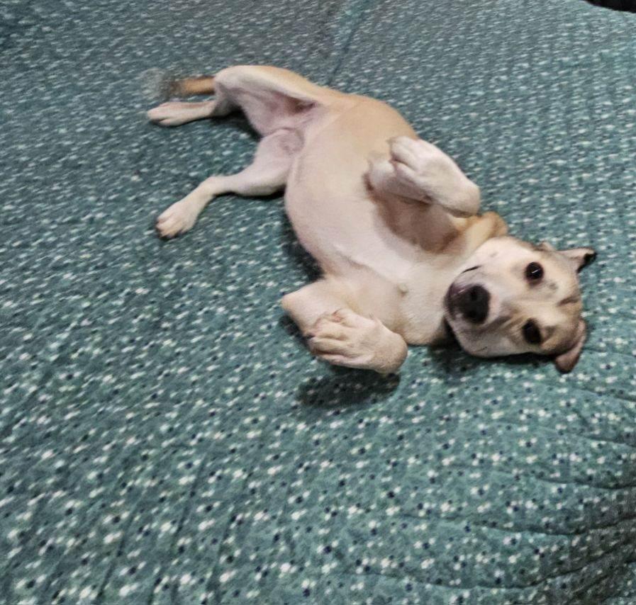 Buttons, Adopted, Adult Female Labrador Retriever.