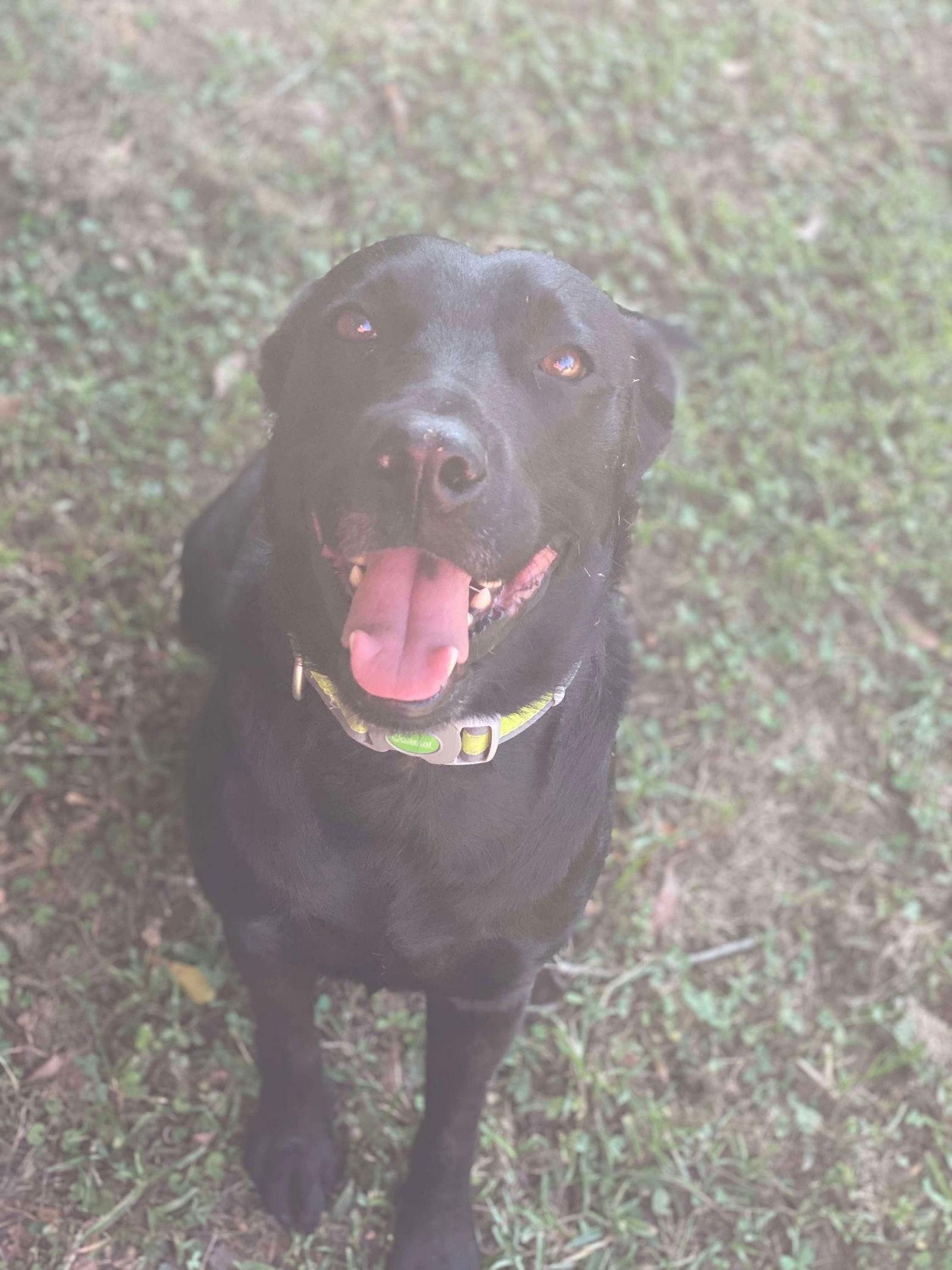 Wallen, a Adoptable Mixed Breed in Gulfport, MS image 1/3