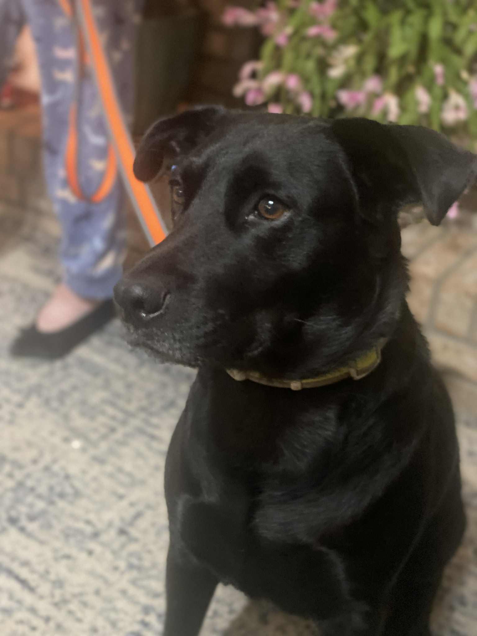 Enlarge Wallen, a Adoptable Mixed Breed in Gulfport, MS image 2/3