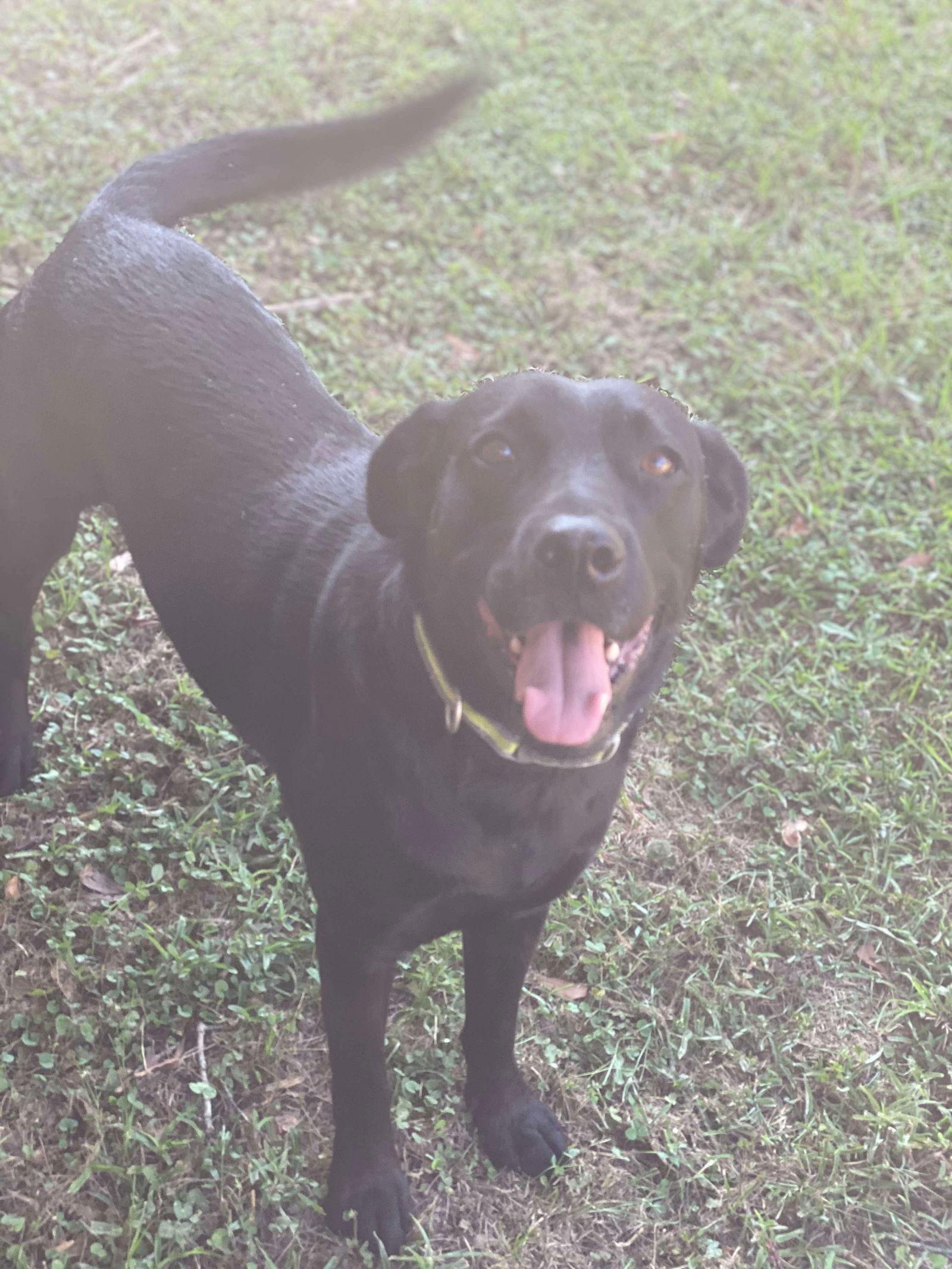 Wallen, a Adoptable Mixed Breed in Gulfport, MS image 2/3