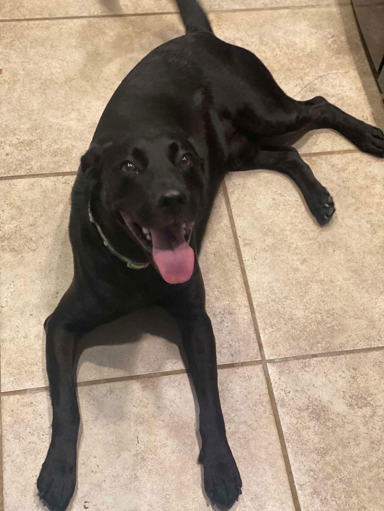 Wallen, a Adoptable Mixed Breed in Gulfport, MS image 3/3