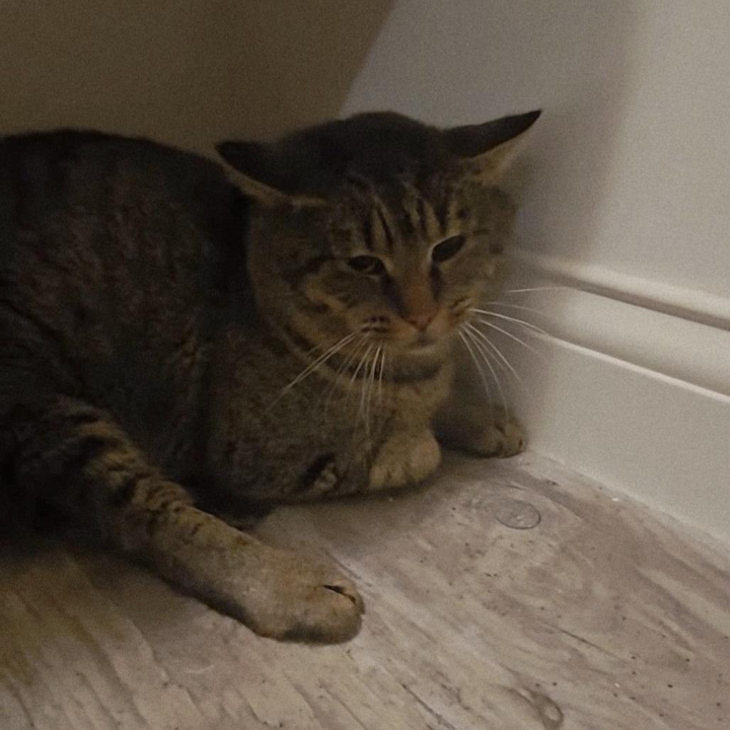 Walter, Adoptable, Adult Male Domestic Short Hair.