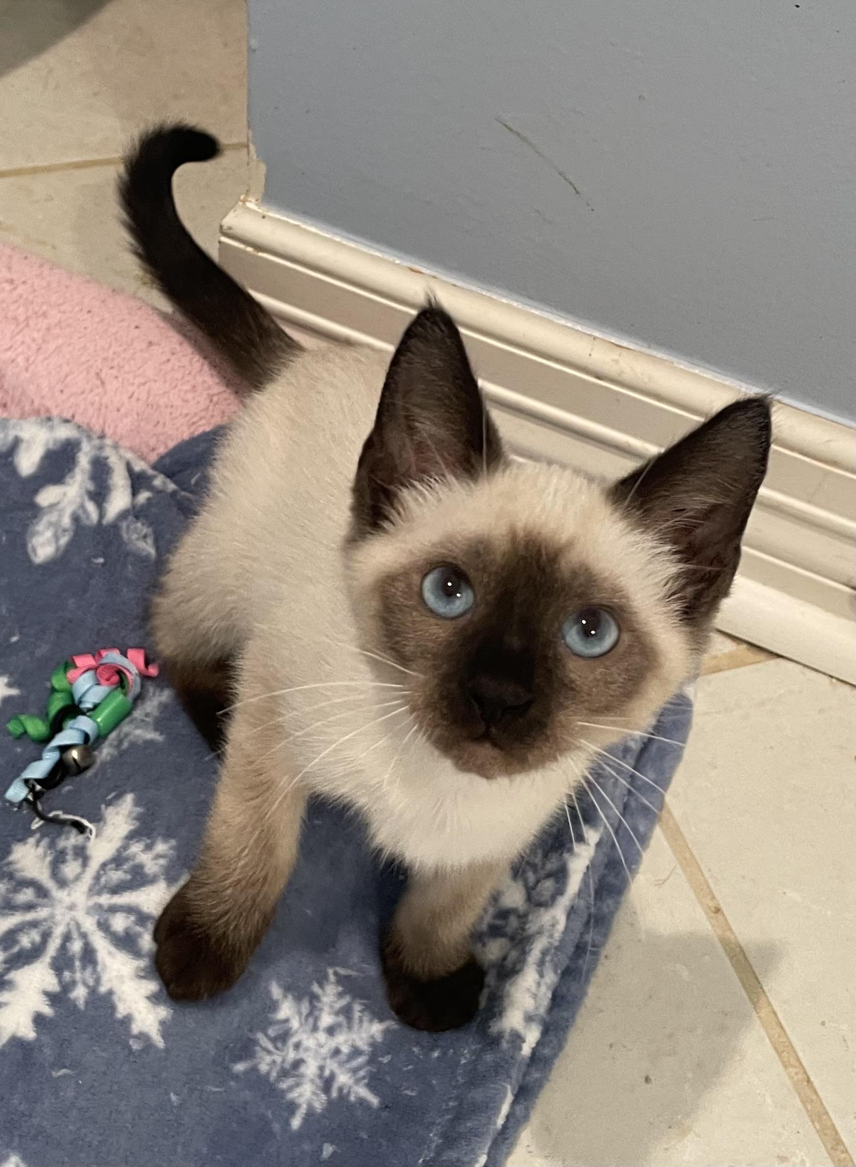 Enlarge Boomer - Portofino Petsmart, an adopted Siamese in Conroe, TX image 1/1