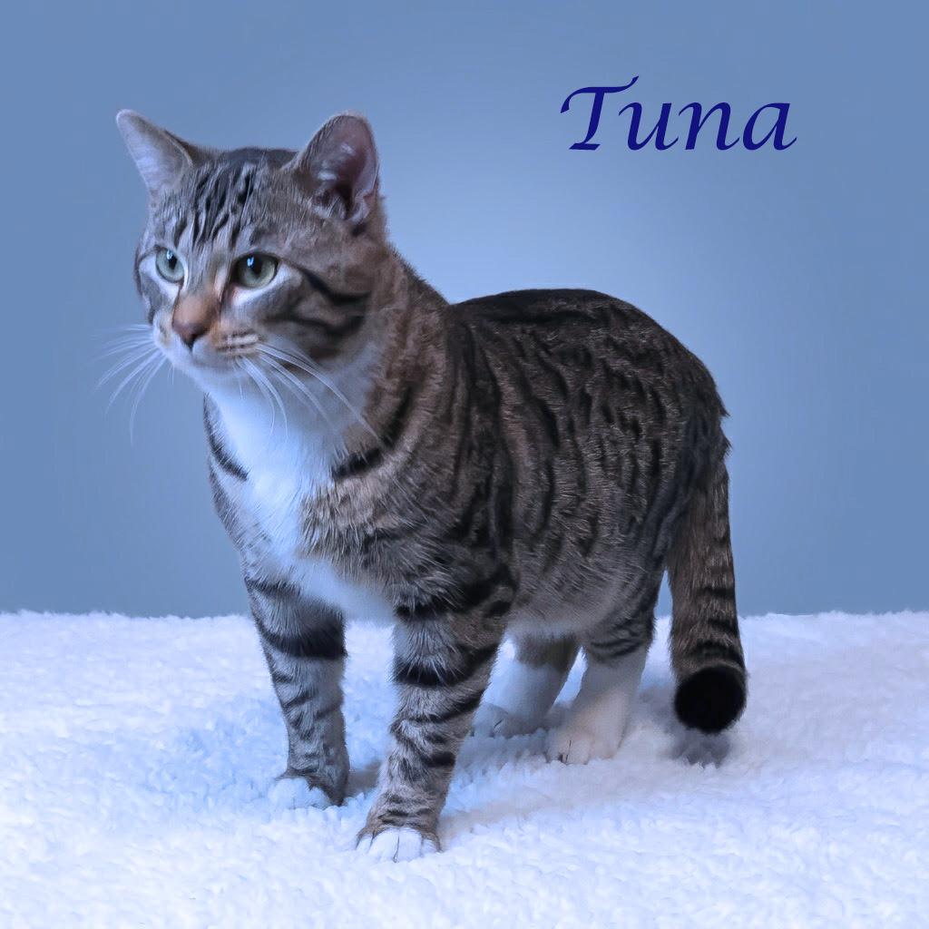 Tuna C26-088, Adoptable, Young Male Domestic Short Hair.