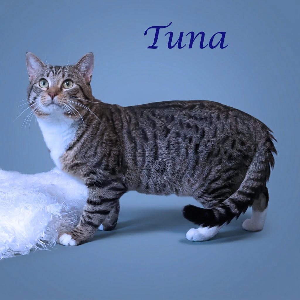 Enlarge Tuna C26-088, a Adoptable Domestic Short Hair in Lebanon, TN image 2/5