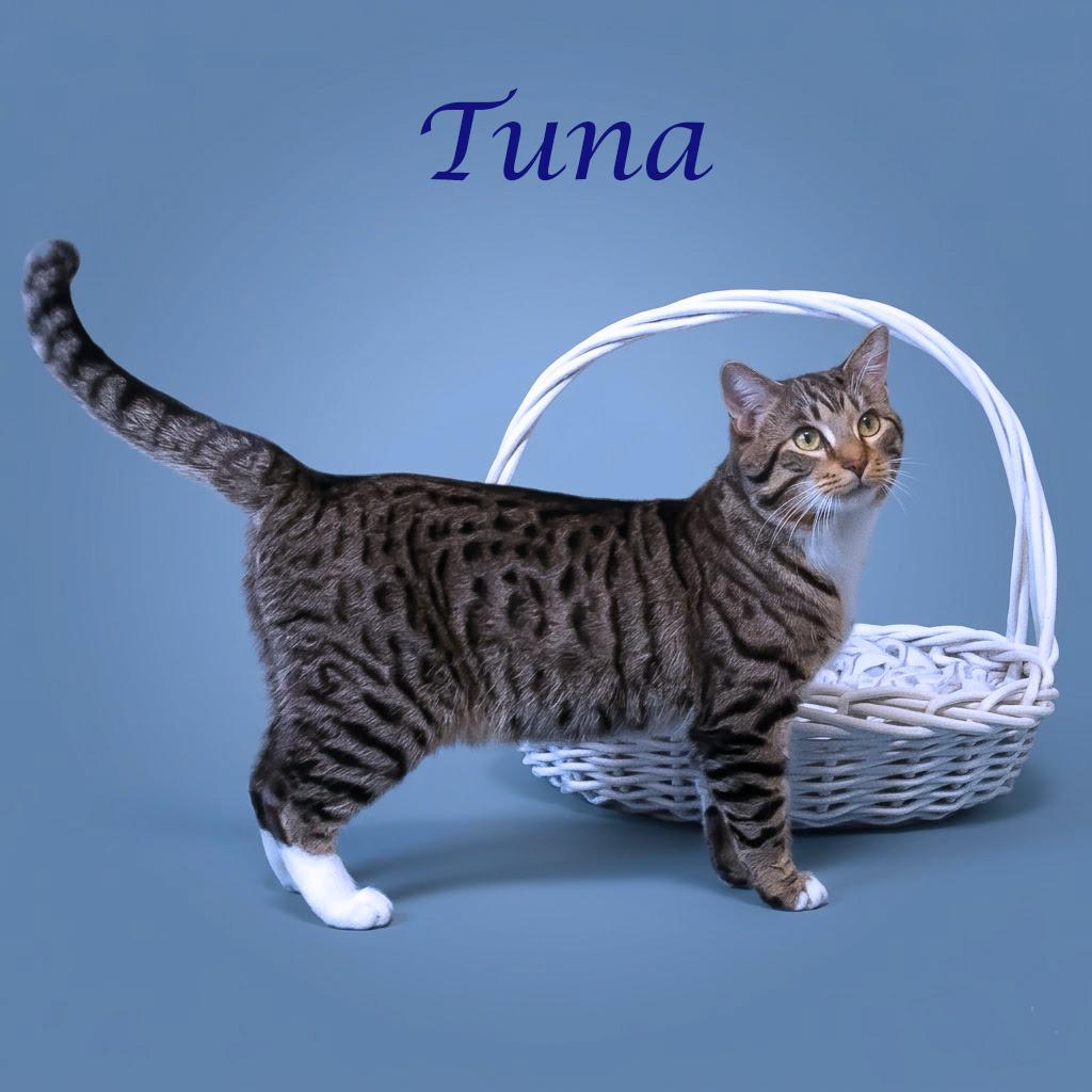 Enlarge Tuna C26-088, a Adoptable Domestic Short Hair in Lebanon, TN image 4/5