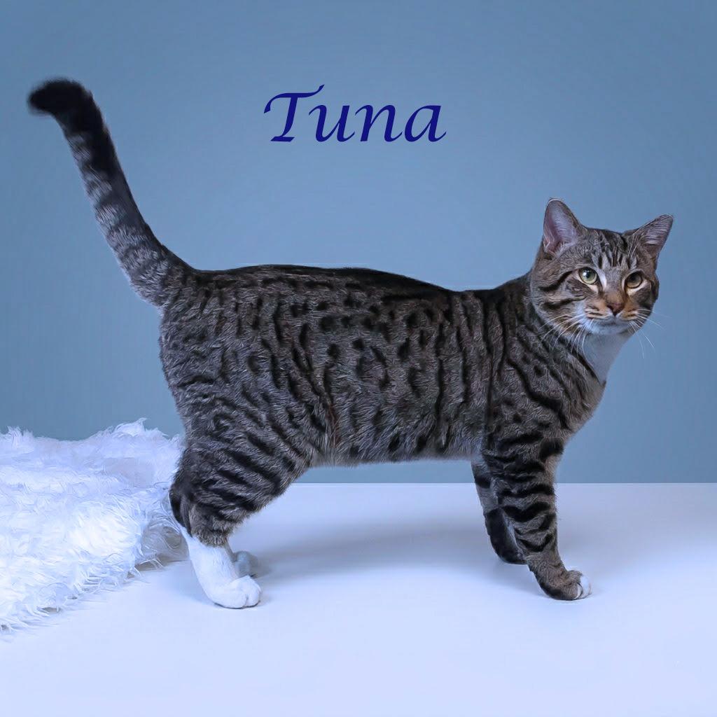 Enlarge Tuna C26-088, a Adoptable Domestic Short Hair in Lebanon, TN image 5/5