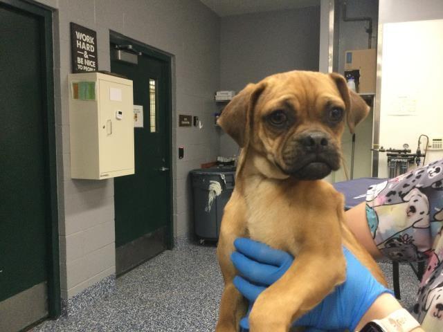 Enlarge Diego, a Adoptable mixed breed in Portland, ME image 1/1