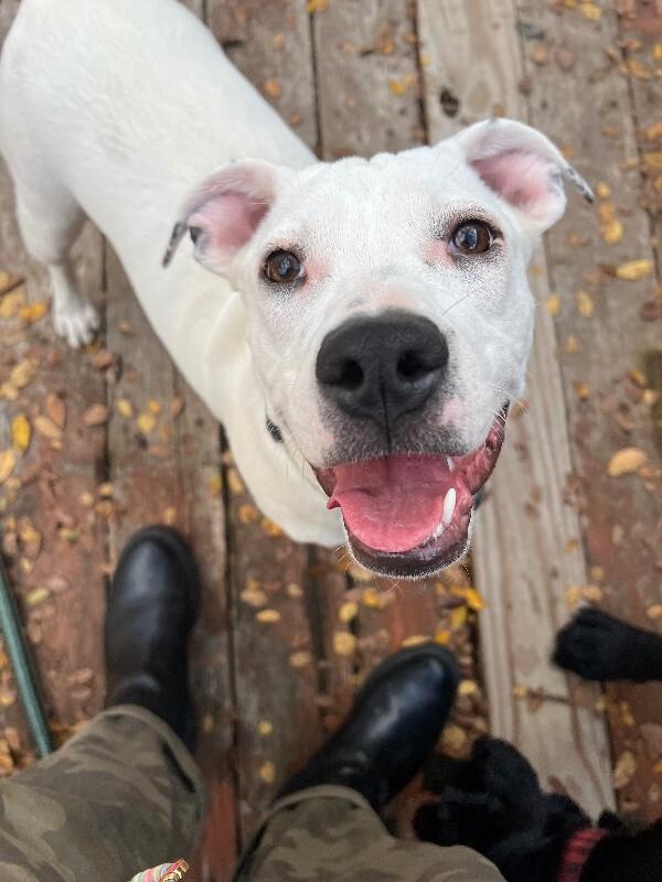 Enlarge Boo, a Adoptable Labrador Retriever in Austin, TX image 1/1