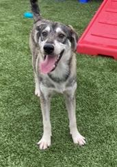 Jones (female husky/lab mix)