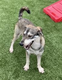 Jones (female husky/lab mix)