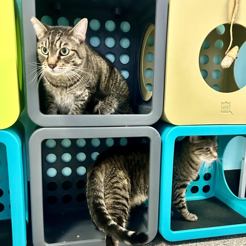 Apollo, Adoptable, Senior Male Domestic Short Hair.