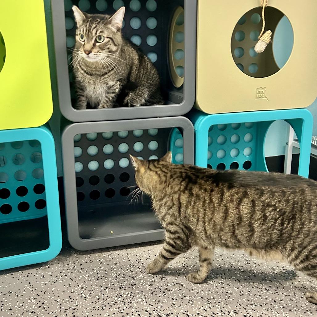 Enlarge Apollo, a Adoptable Domestic Short Hair in Henderson, NV image 2/6