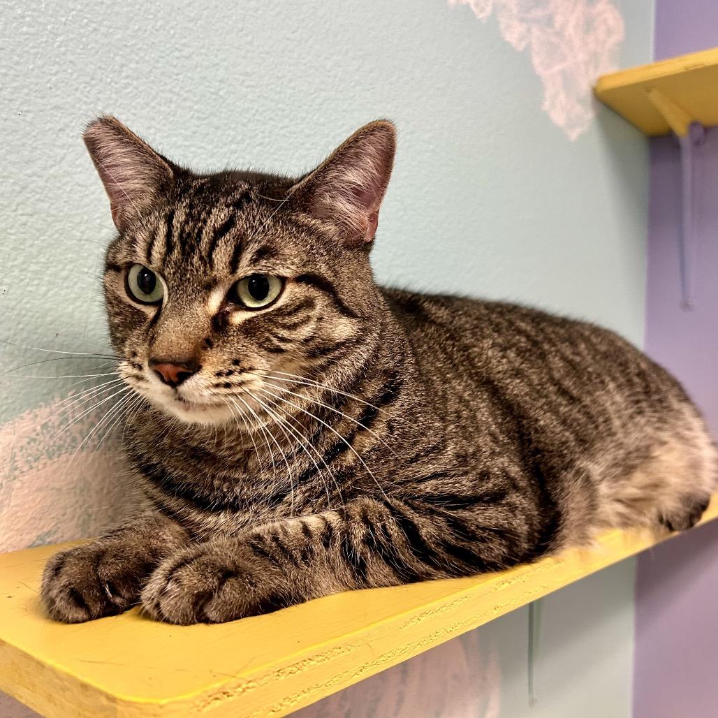 Enlarge Apollo, a Adoptable Domestic Short Hair in Henderson, NV image 3/6