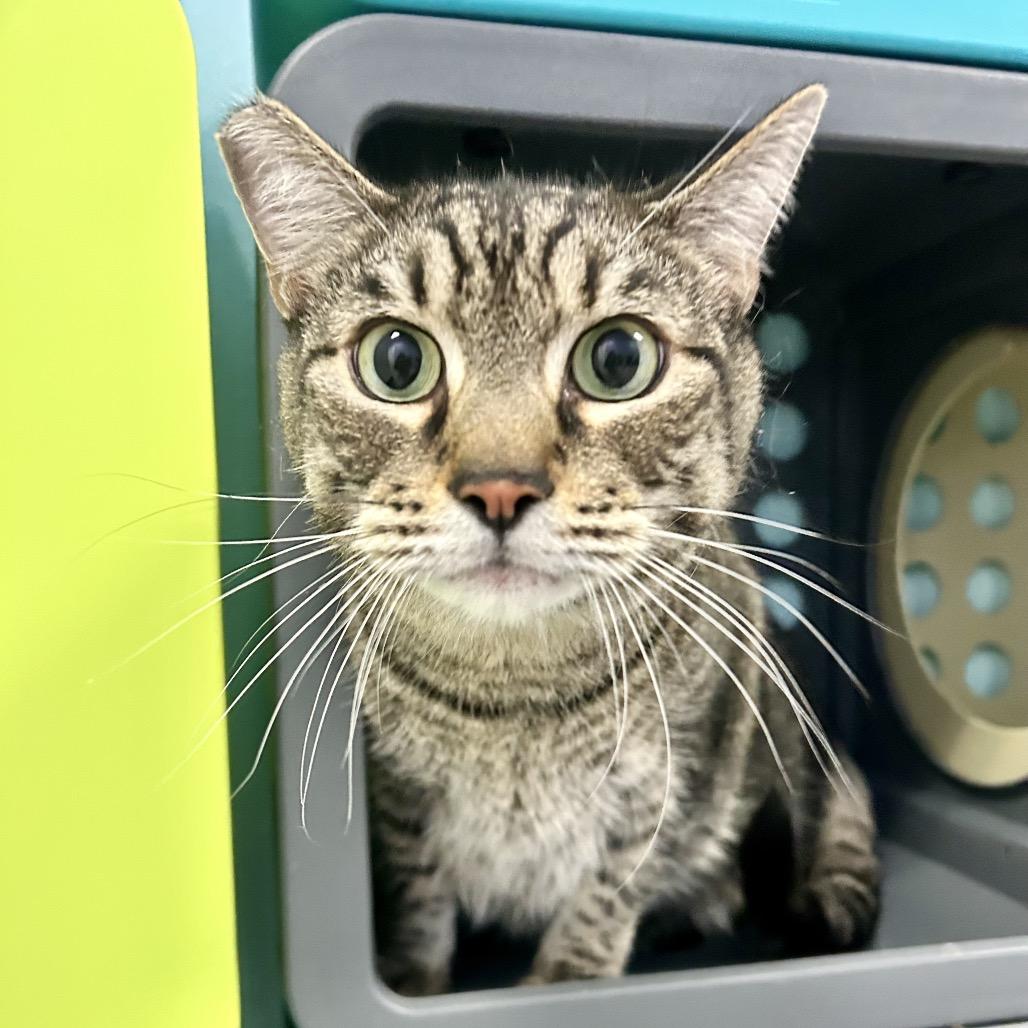 Enlarge Apollo, a Adoptable Domestic Short Hair in Henderson, NV image 5/6