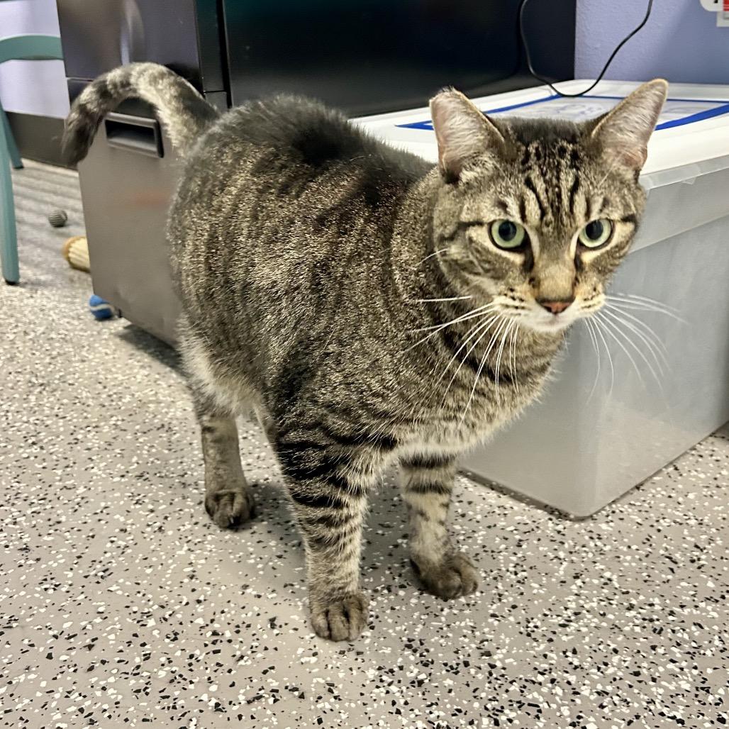 Enlarge Apollo, a Adoptable Domestic Short Hair in Henderson, NV image 6/6